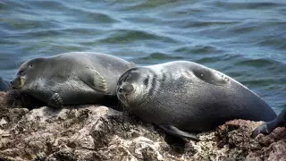 Солтүстік Каспийде мемлекеттік резерваттар құру ұсынылады - Тоқаев