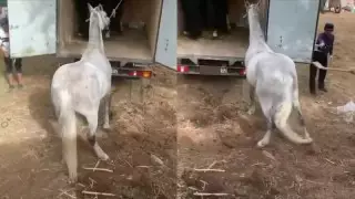 Алматыда жылқыны күрекпен ұрғандардың видеосы тарады