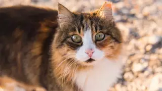 Қазақстанда жануарларға қатыгездік жасағаны үшін берілетін жаза қалай өзгереді?