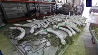 Қытайға мамонт тістері мен мүйізтұмсық мүйізін алып өтуге тырысқандар ұсталды