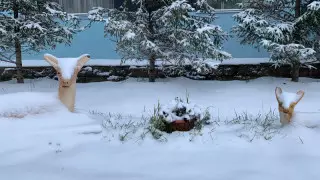 Жауын-шашын, қар, көктайғақ: алдағы күндері ауа райы қандай болады?