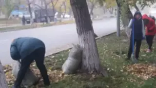 БҒМ мұғалімдерді сенбілікке тартқандарды қатаң жазалауға уәде берді