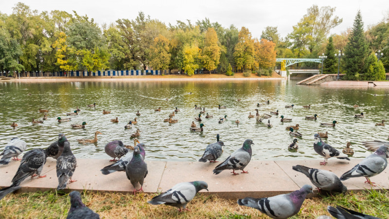 Фото: Әлихан Сариев