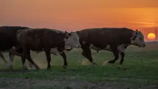 Бюджет қаражаты желге ұшты - Тоқаев ауыл шаруашылығына бөлінген субсидия туралы