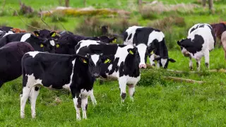 Ауыл шаруашылығы министрлігі Антикордың қылмыстық схемалар туралы мәлімдемесіне жауап берді