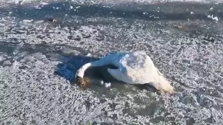 Нұр-Сұлтанда белгісіз біреулер аққуды таспен атып өлтірген