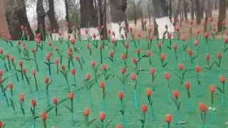 "Ақтаудағыдай". Таразда да жасанды қызғалдақтар отырғызылды