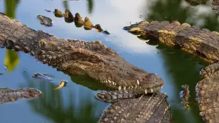 Аустралияда ер адам қолтырауын шабуылынан аман қалды