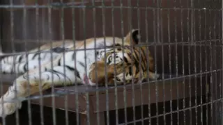 Франция цирк қойылымдарында жыртқыш жануарларды пайдалануға тыйым салды