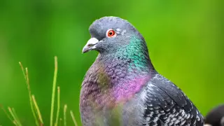 Көгершін еті неге қауіпті? Санитария дәрігерінің жауабы