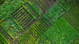 Қазақстанда бау-бақша егуге жерді қалай тегін алуға болады?