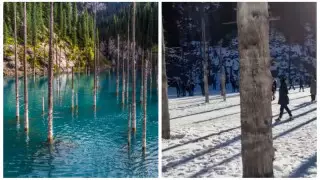 Қайыңды көліндегі вандалдар бүлдірген шыршалар қалпына келтіріледі