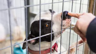 БАҚ пен әлеуметтік желілерде жануарларға қатыгездік көрсеткен видеоларды жариялауға тыйым салынады