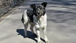 Алматыда қаңғыбас иттердің тұрғындарға шабуылы жиілеп кетті