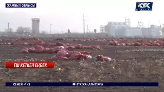 "Қожалық иесі қайтыс болған". Жамбыл облысында мың тонна пияз далада шіріп жатыр