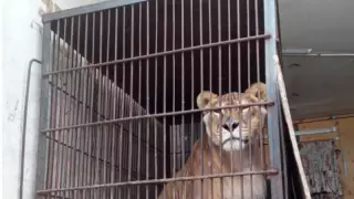 Желідегі жанжалдан кейін Ресей циркі Павлодардан кетті