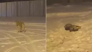 Нұр-Сұлтанда "қасқыр" түсірілген видеоның мән-жайы айтылды