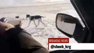 Қарағанды ​​облысында тазы иттерді өлтіргендердің әрекеті шу шығарды