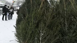 Депутат Жаңа жылға шыршаларды кесуді вандализм деп атады