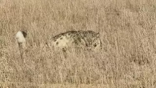 Алматы облысында қар барысы суретке түсірілді