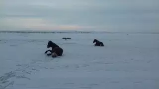 ШҚО-да мұз астына түсіп кеткен жылқылар құтқарылды