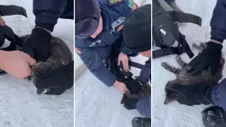 Ақтөбеде құтқарушылар мысықты өрттен арашалап қалды