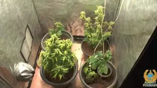 Алматыда есірткі жылыжайын жасап алған 74 жастағы зейнеткер ұсталды