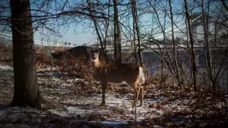 Ғалымдар жануарларда омикрон табылғанына алаңдап отыр