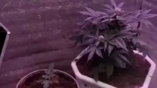 Қостанайлық тұрғын үйінде есірткі өсірген