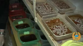 Алматыда ірі есірткі зертханасы әшкере болды