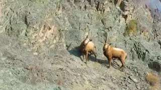 Шарын шатқалында тауешкілер видеоға түсірілді