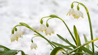 Наурызда ауа райы қандай болады?