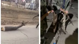 Сібір елігін атып, ат құйрығына байлаған браконьерлер ұсталды