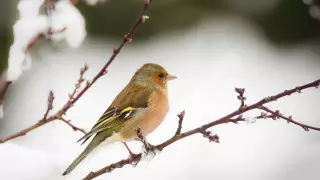 Алдағы күндері ауа райы қандай болады?