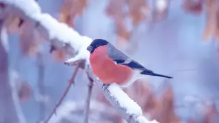 Алдағы күндері ауа райы қандай болады?