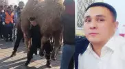 Спортшы емес. Талдықорғанда 280 келі түйе көтерген ер адам кім?