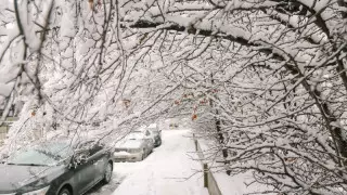 Алматыда ағаштар мен бұтақтар құлады: 44 көлік зақымдалды