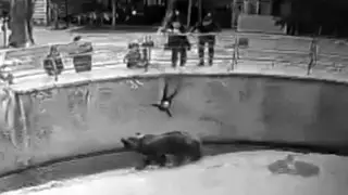 Ташкентте қызын аюға тастап жіберген әйелге қатысты сараптама нәтижесі шықты