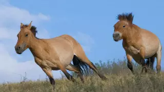Қазақстанның Қызыл кітабына тағы қандай жануарлар енді?