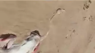 "Себебі әлі белгісіз". Экология министріне Маңғыстаудағы қоқиқаздардың қырылуына қатысты сұрақ қойылды