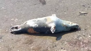 Ақтау тұрғыны Каспий жағалауынан итбалықтар өлексесін тапты