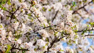 Алматыда келесі аптада ауа райы қандай болады?