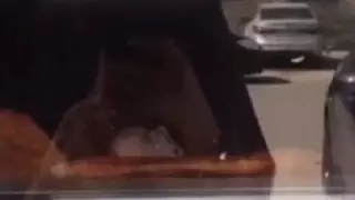 Ақтау тұрғыны дүңгіршектегі нанда жүрген тышқандарды видеоға түсіріп алды