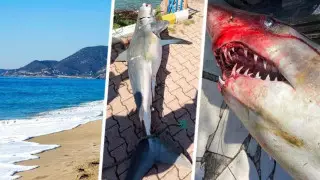 Пхукетте танымал жағажай акуланың шабуылынан кейін жабылды