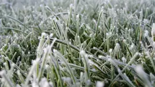 Қазақстанның бірнеше өңірінде үсік жүреді