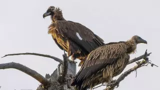 Сиськи жалау