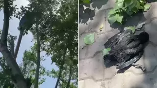 "Балапан ұясы бар бұтақты кесіп тастаған": Қарағандыда ағаш кесуге тапсырыс бергендер жазаланды