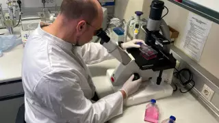 Маймыл шешегі Еуропаның тағы бір елінде анықталды