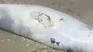 Каспий маңында ұзындығы бір метр итбалық өлі табылды