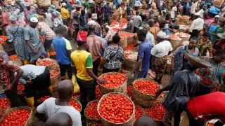 Әлемде 909 адам маймыл шешегі ауруын жұқтырды